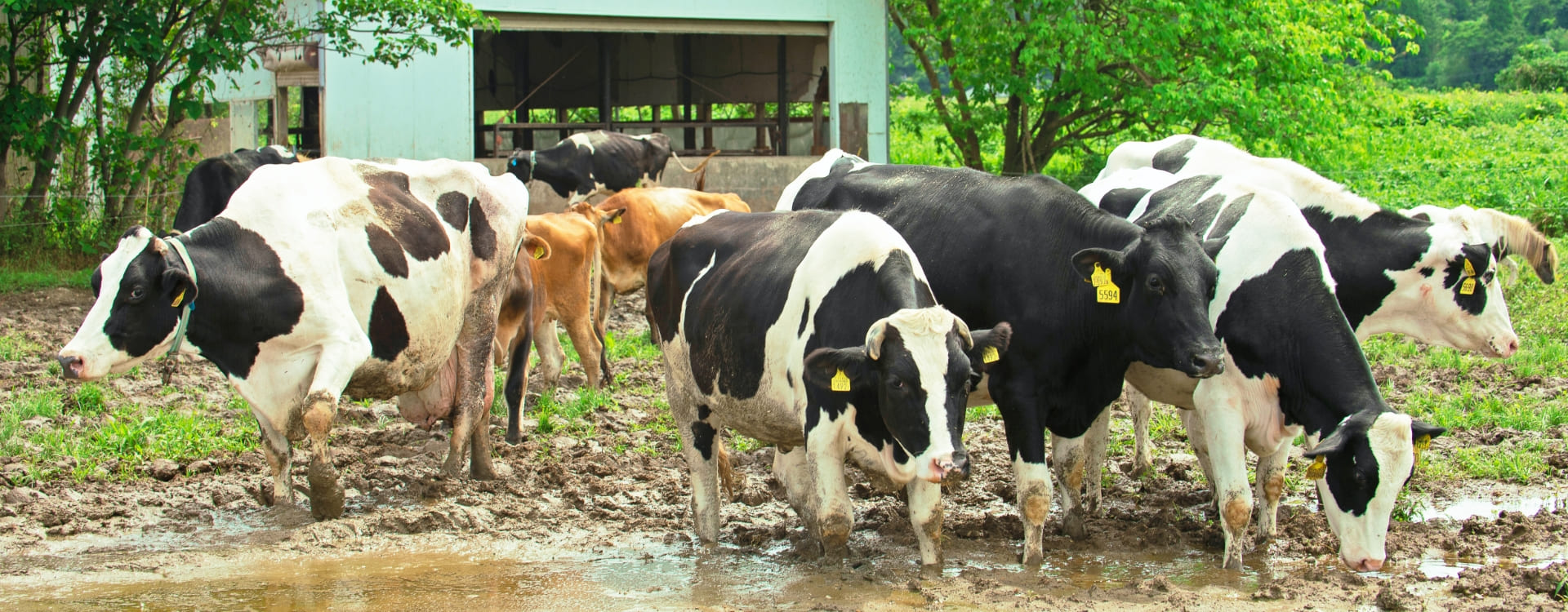 竹田牧場の牛たち,竹田ジャージー牛の群れ
