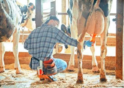牛の搾乳をしている写真,竹田牧場