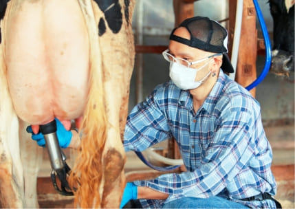 ホルスタイン牛から搾乳している写真,竹田牧場