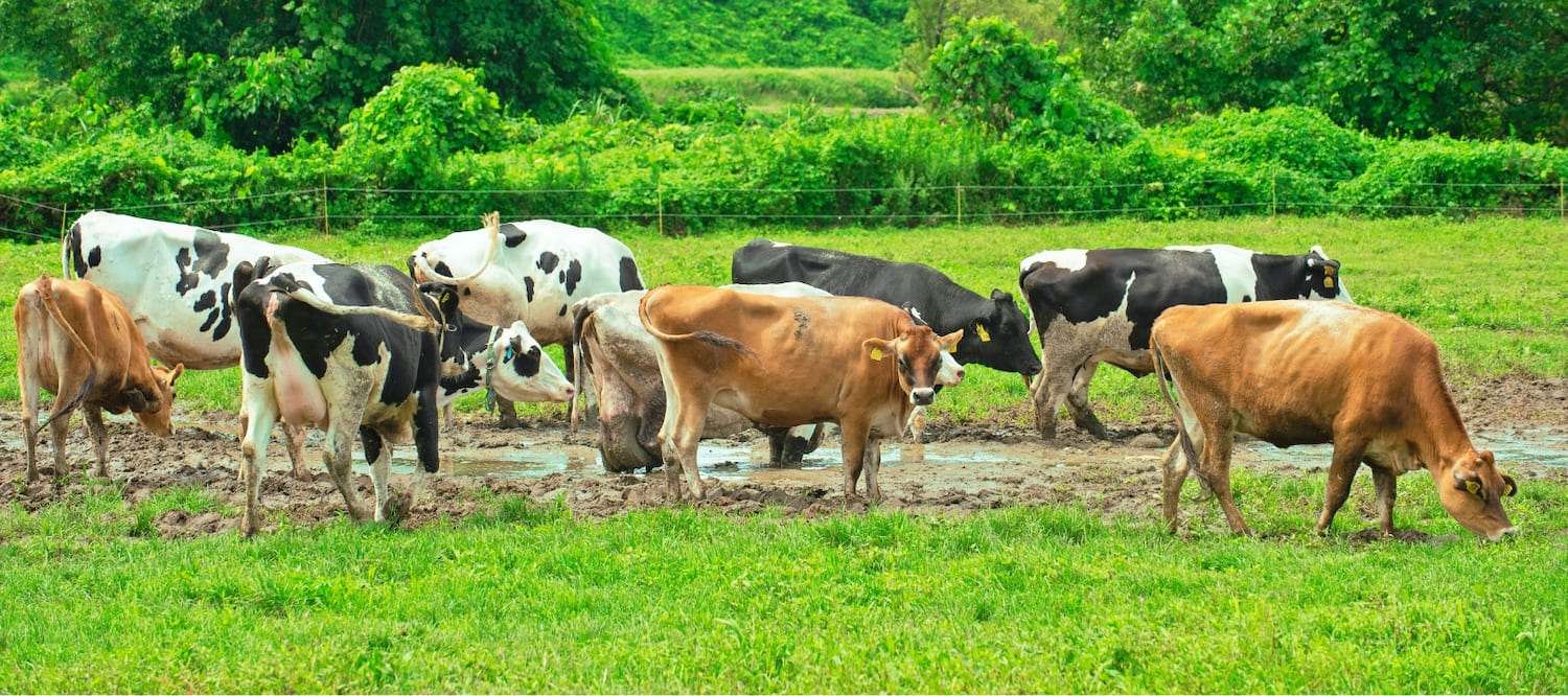 竹田牧場の牛,牛の群れ