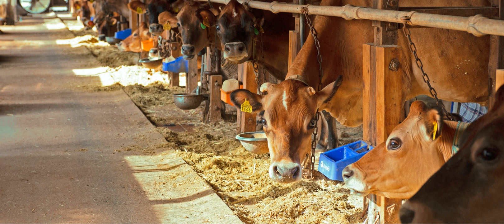 竹田牧場の牛,牛の群れ